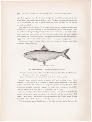 GLUT HERRING – MALE